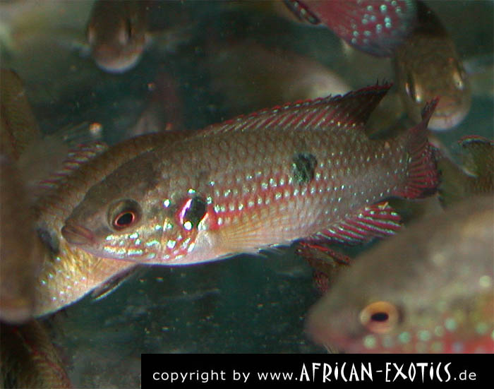 Hemichromis guttatus